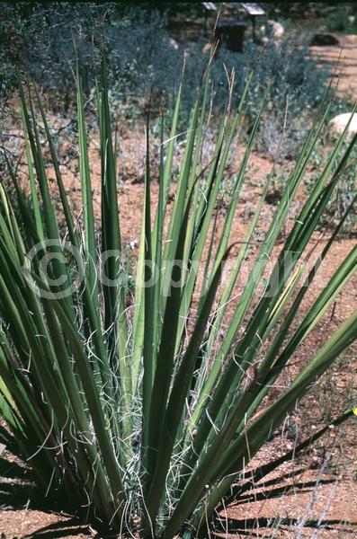 Pink blooms; Evergreen; North American Native