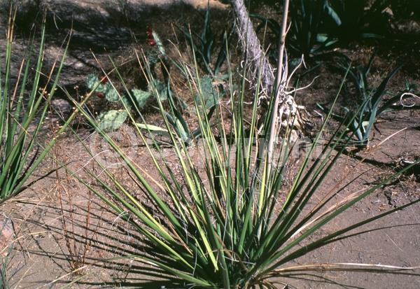 Pink blooms; Evergreen; North American Native