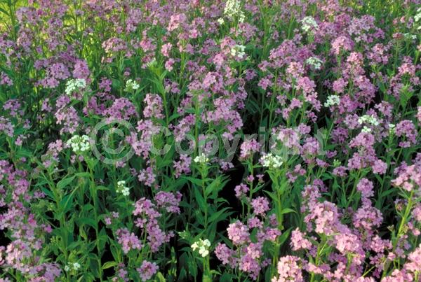 Purple blooms; White blooms; Pink blooms; Deciduous