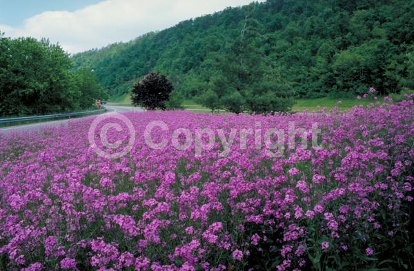 Purple blooms; White blooms; Pink blooms; Deciduous