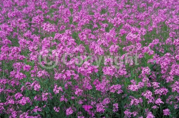 Purple blooms; White blooms; Pink blooms; Deciduous