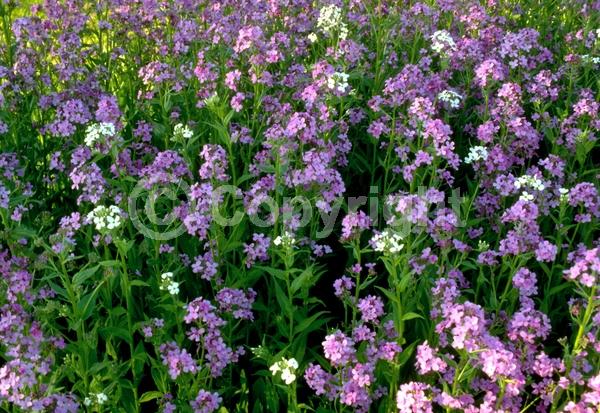 Purple blooms; White blooms; Pink blooms; Deciduous