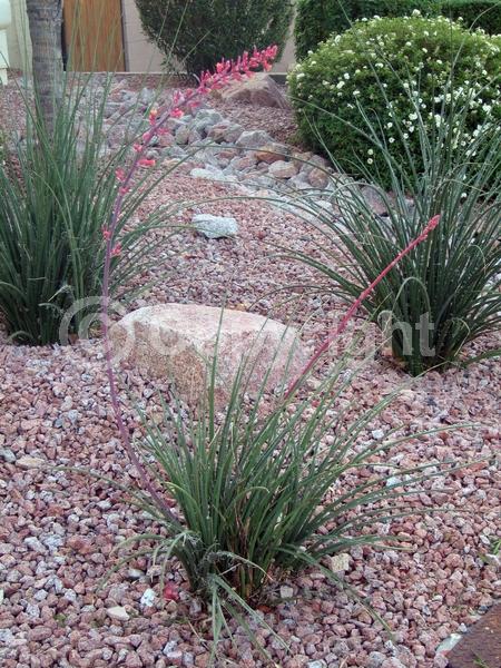 Red blooms; Pink blooms; North American Native