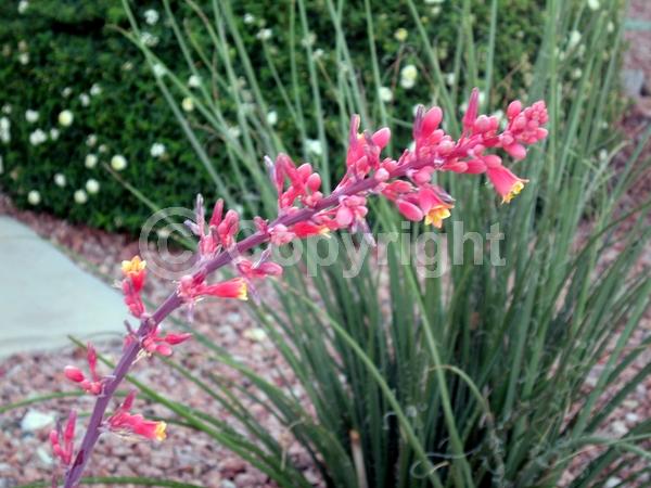 Red blooms; Pink blooms; North American Native
