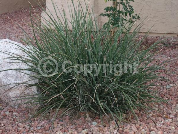 Red blooms; Pink blooms; North American Native