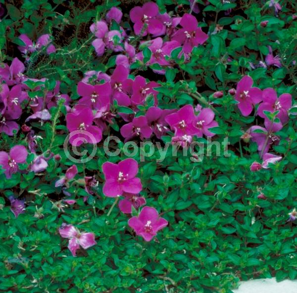 Purple blooms; North American Native