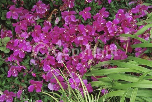 Purple blooms; North American Native
