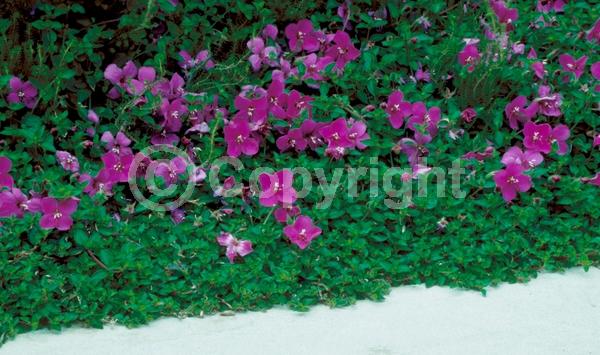 Purple blooms; North American Native