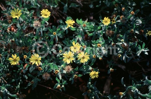 Yellow blooms; North American Native