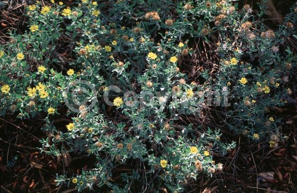 Yellow blooms; North American Native