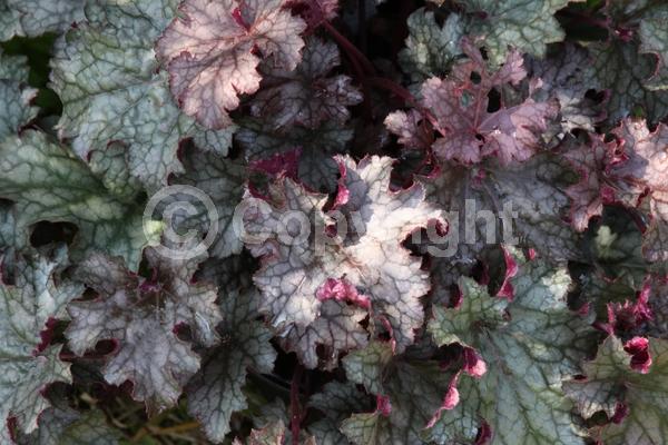 White blooms; Evergreen