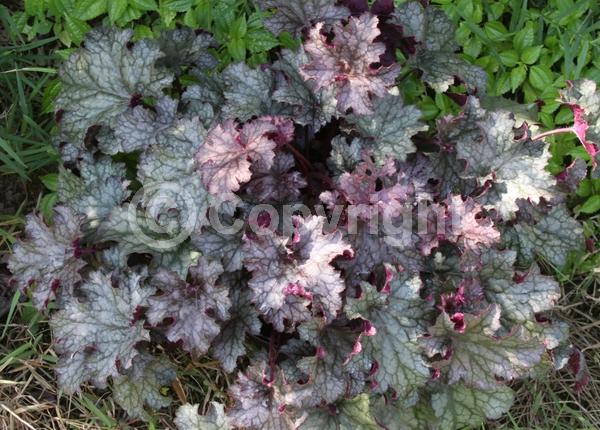 White blooms; Evergreen