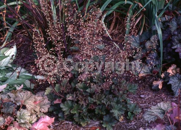 White blooms; Evergreen