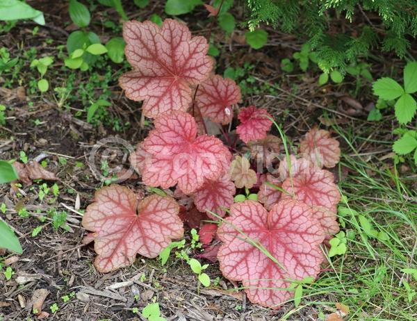 White blooms; Evergreen; North American Native