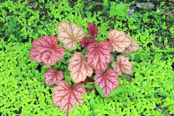 White blooms; Evergreen; North American Native
