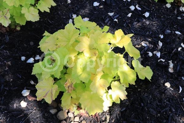 White blooms; Evergreen; North American Native
