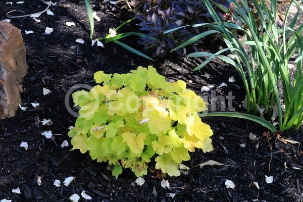 White blooms; Evergreen; North American Native