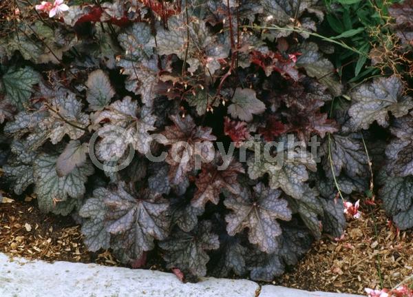 Red blooms; White blooms; Evergreen