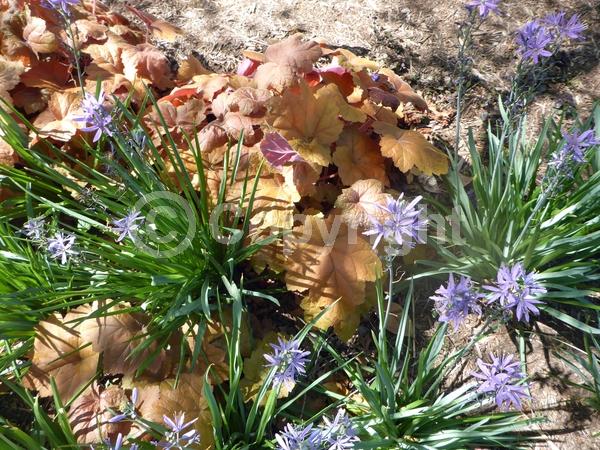 White blooms; Evergreen