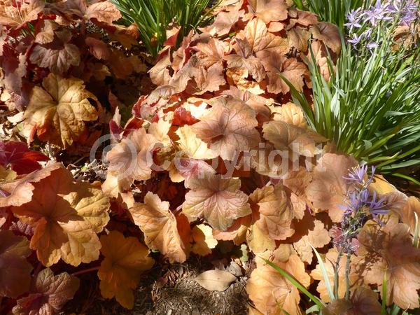 White blooms; Evergreen