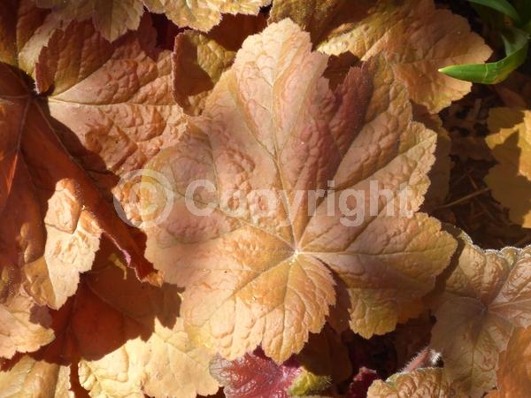 White blooms; Evergreen