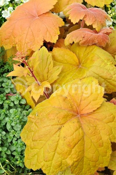 White blooms; Evergreen