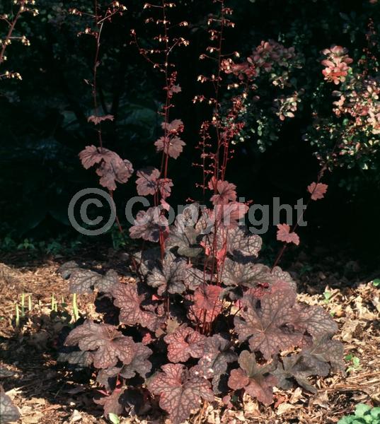 White blooms; Evergreen