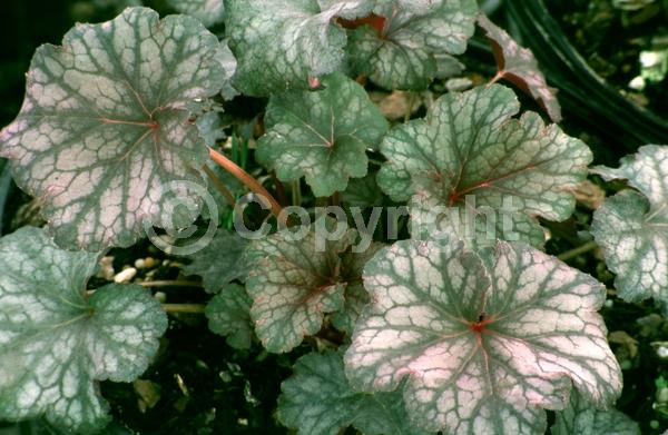 Purple blooms; Evergreen