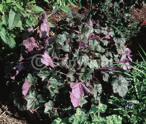 Purple blooms; Evergreen