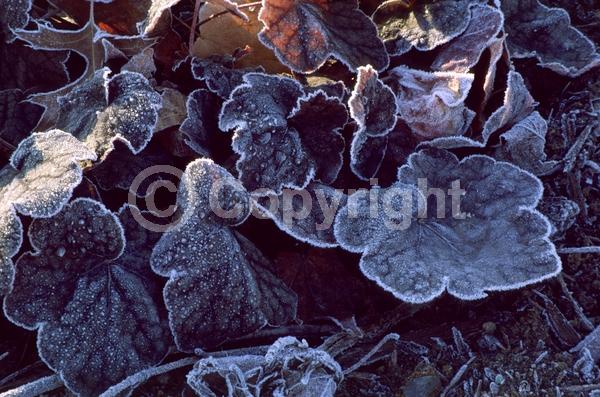 Purple blooms; Evergreen