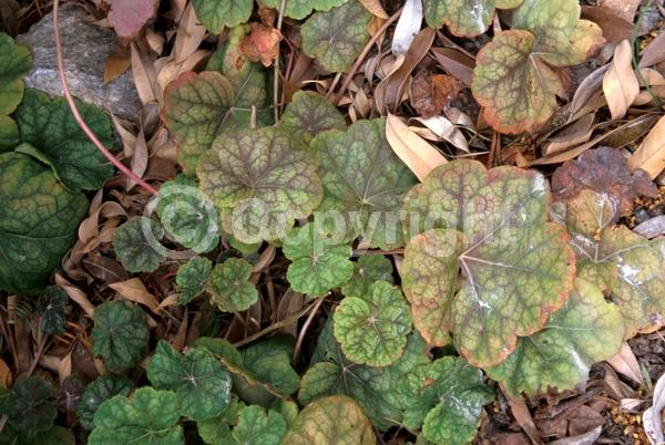Red blooms; Evergreen; North American Native