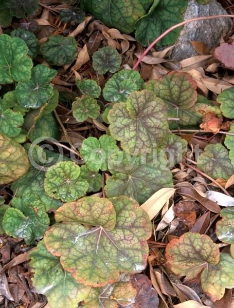 Red blooms; Evergreen; North American Native