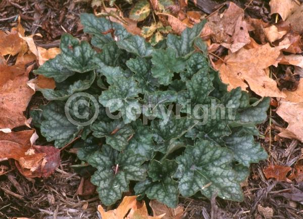 Red blooms; Evergreen; North American Native