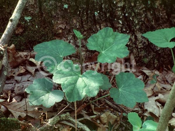Red blooms; Evergreen; North American Native