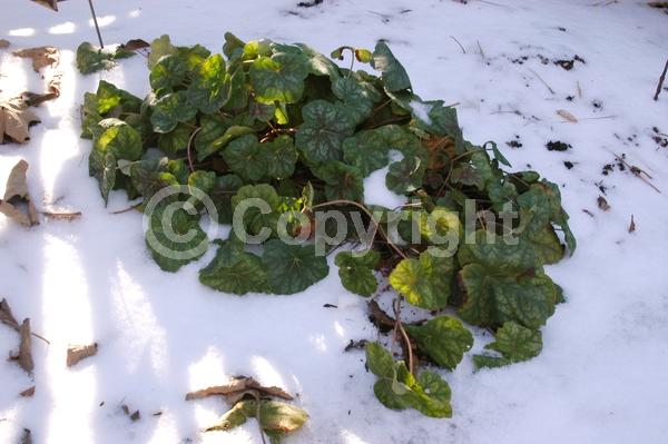 Red blooms; Evergreen; North American Native