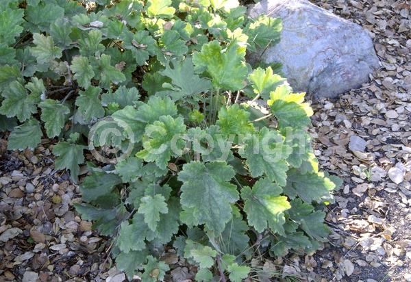 Pink blooms; Evergreen