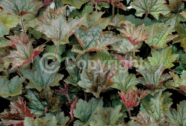 White blooms; Semi-evergreen; North American Native