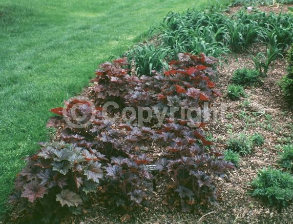 White blooms; Semi-evergreen; North American Native