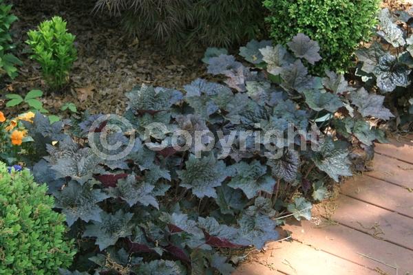 White blooms; Semi-evergreen; North American Native