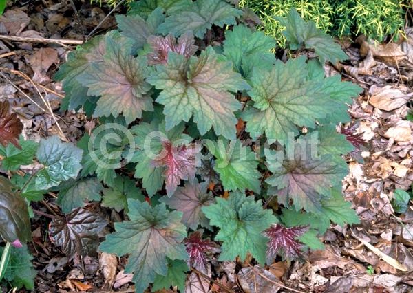 White blooms; Semi-evergreen; North American Native