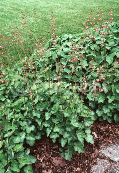 Pink blooms; Semi-evergreen