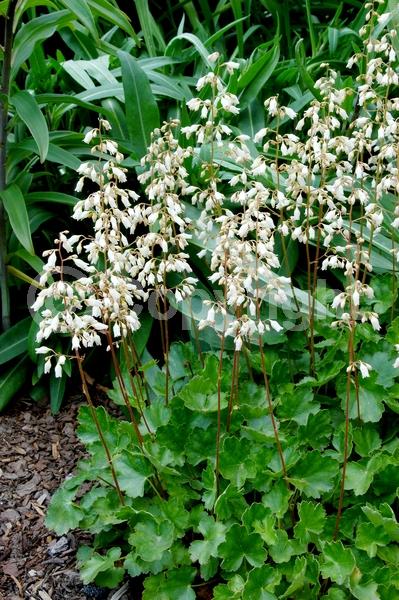 White blooms; Semi-evergreen