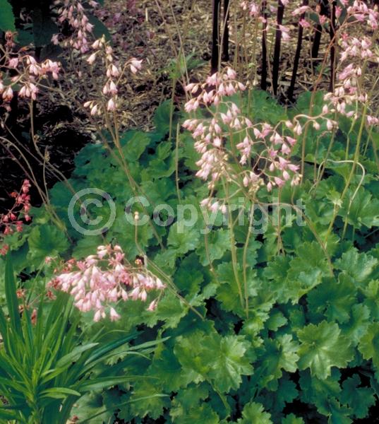 Red blooms; White blooms; Pink blooms; Semi-evergreen; North American Native