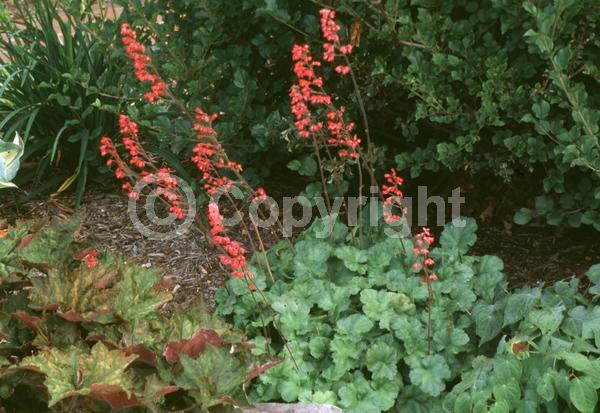 Red blooms; White blooms; Pink blooms; Semi-evergreen; North American Native