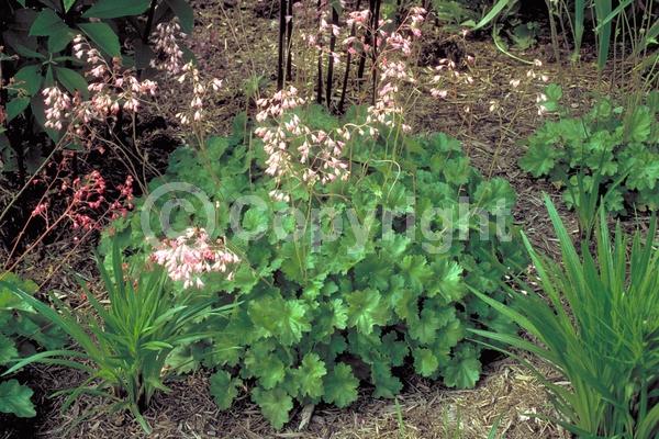Red blooms; White blooms; Pink blooms; Semi-evergreen; North American Native