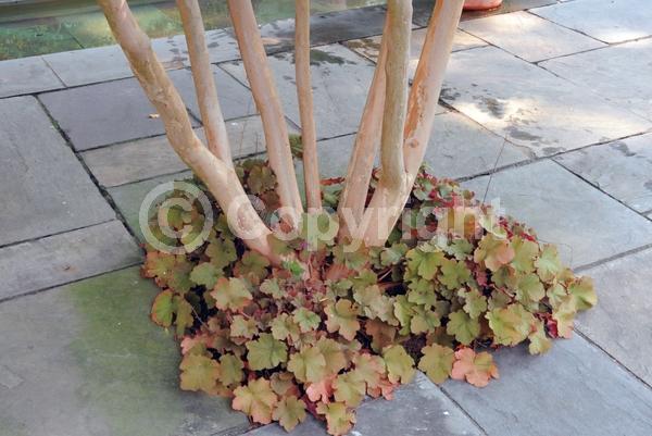 White blooms; Evergreen; North American Native