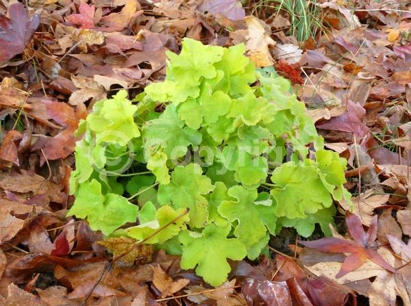 White blooms; Evergreen; North American Native