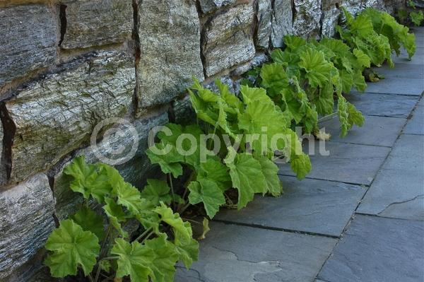 White blooms; Evergreen; North American Native