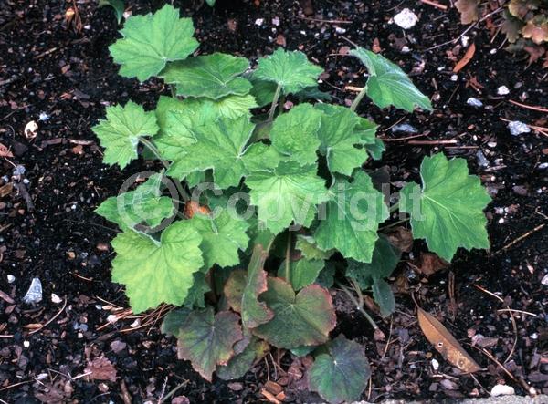 White blooms; Evergreen; North American Native