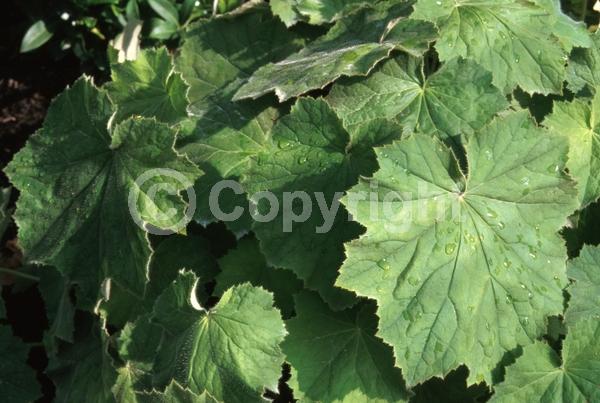 White blooms; Evergreen; North American Native